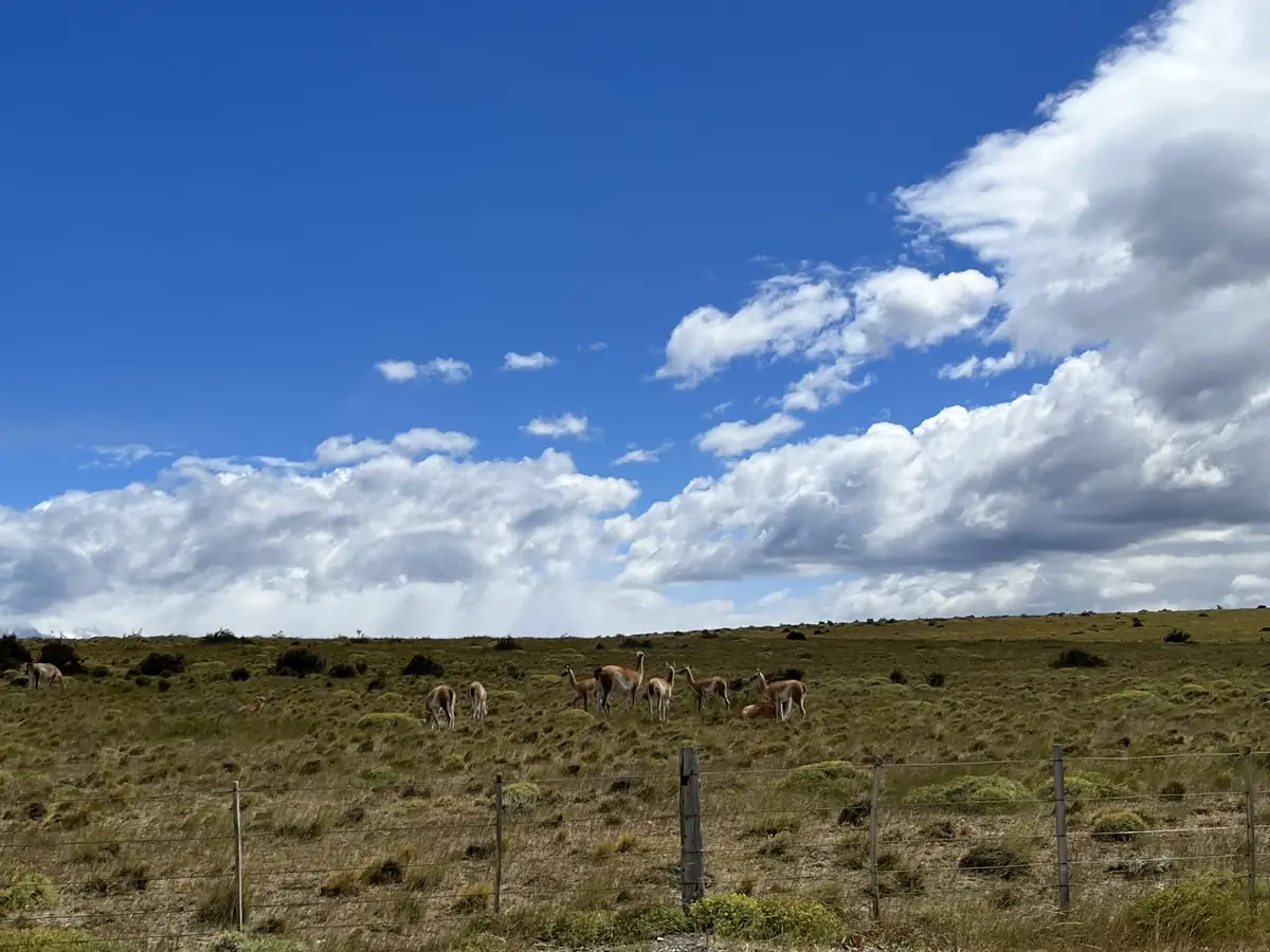 Sierra Baguales: Land der Fossilien — 3