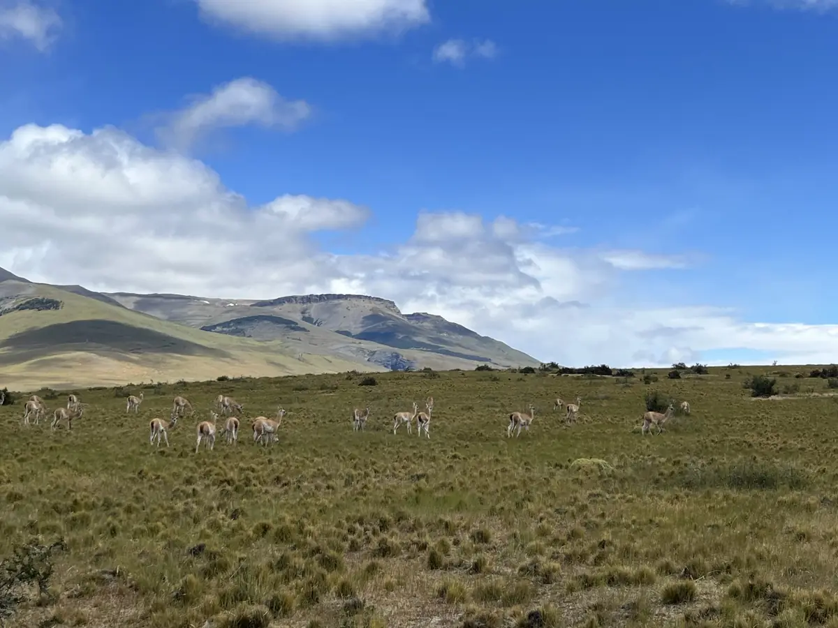 Sierra Baguales: Land der Fossilien — 5