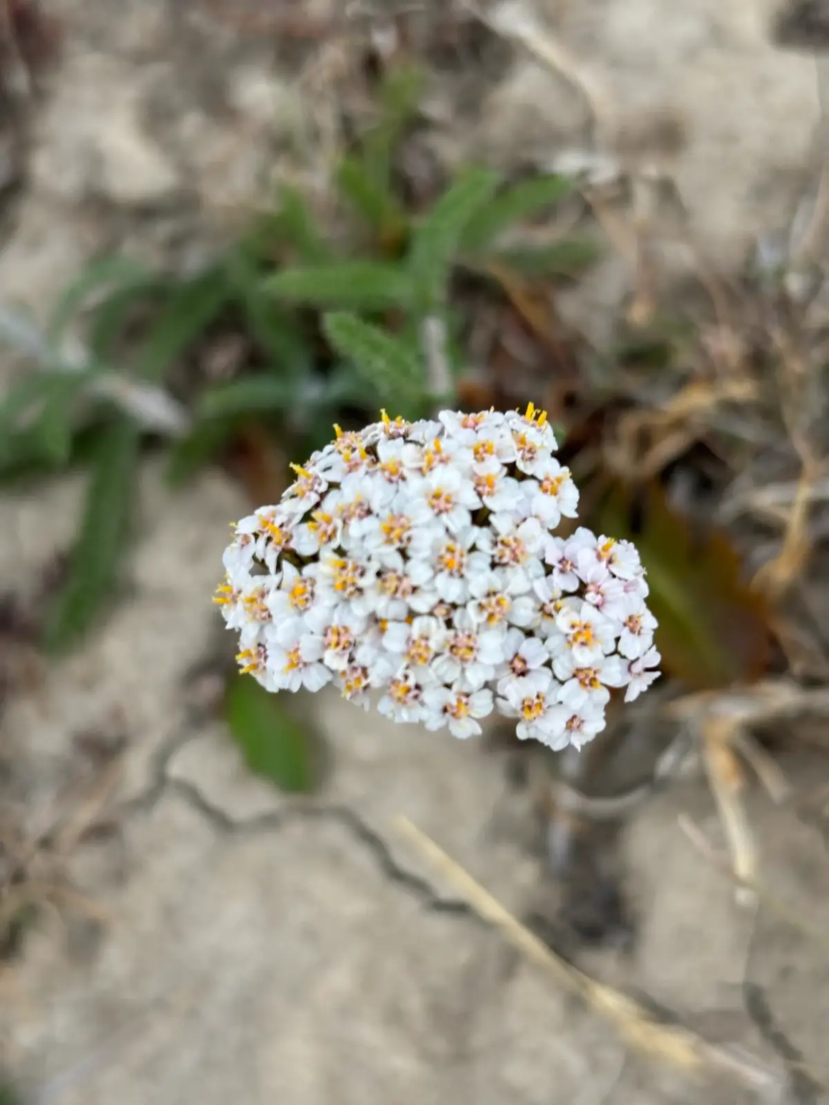 Flora y fauna en la Ruta Rupestre — 6