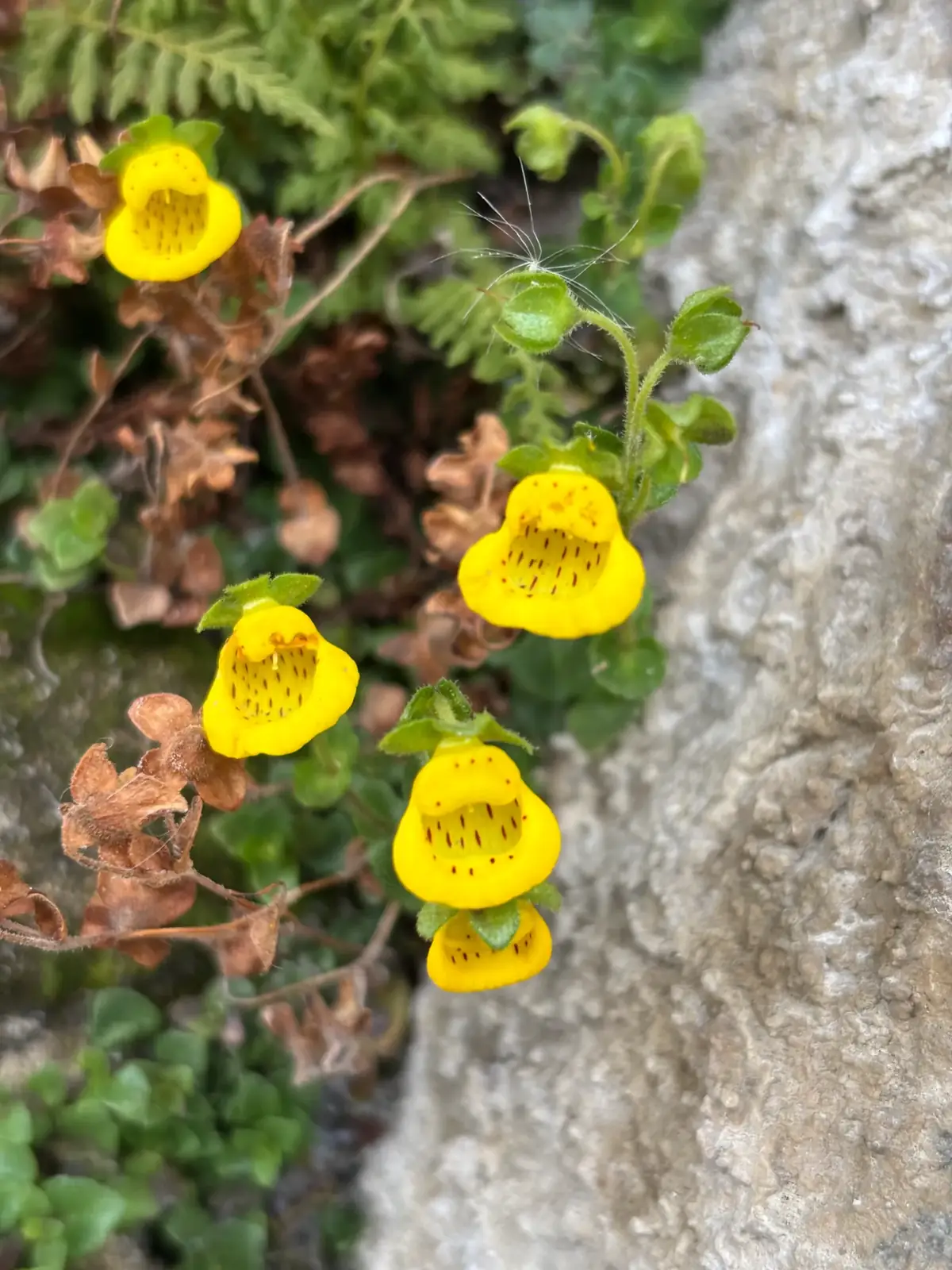 Flora y fauna en la Ruta Rupestre — 2