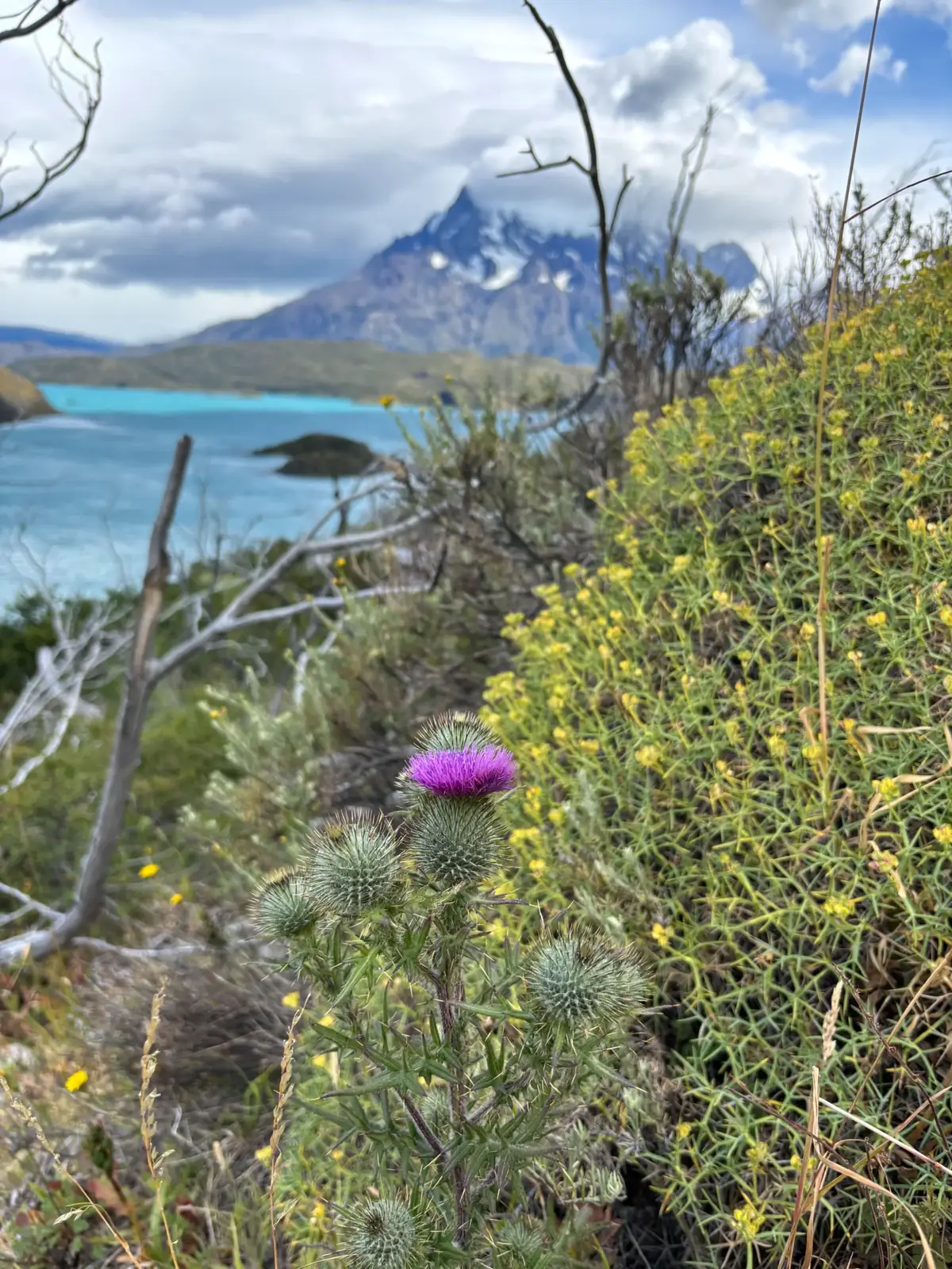 Miradores del Paine · Full Day — 8