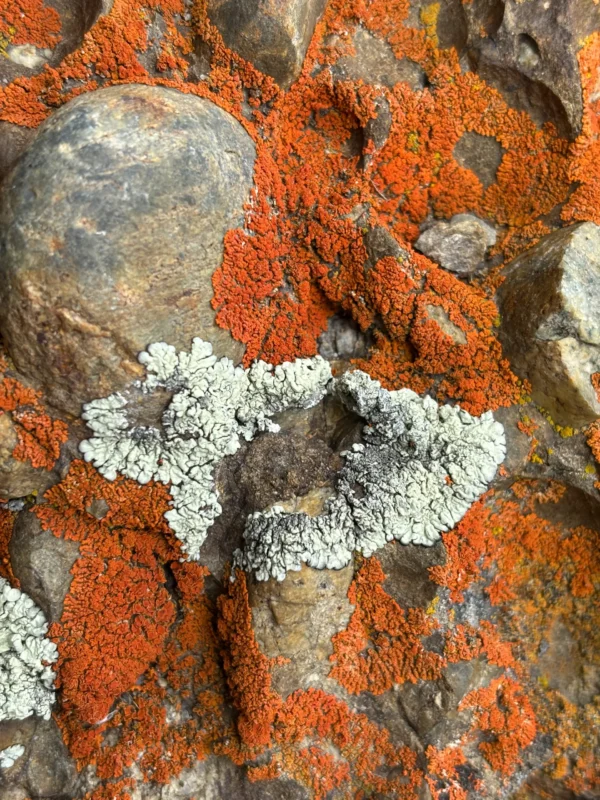 Observación de flora y fauna en la Ruta Rupestre